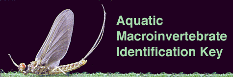 CLICK HERE to use the SOS dichotomous waterbug key!