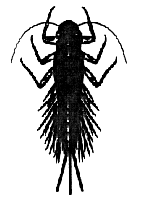 Mayfly