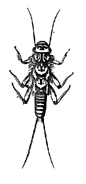Stonefly