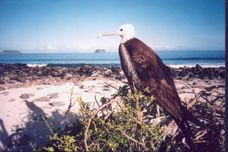 No telephoto lens needed! You can photograph from two feet away in the Galapagos!