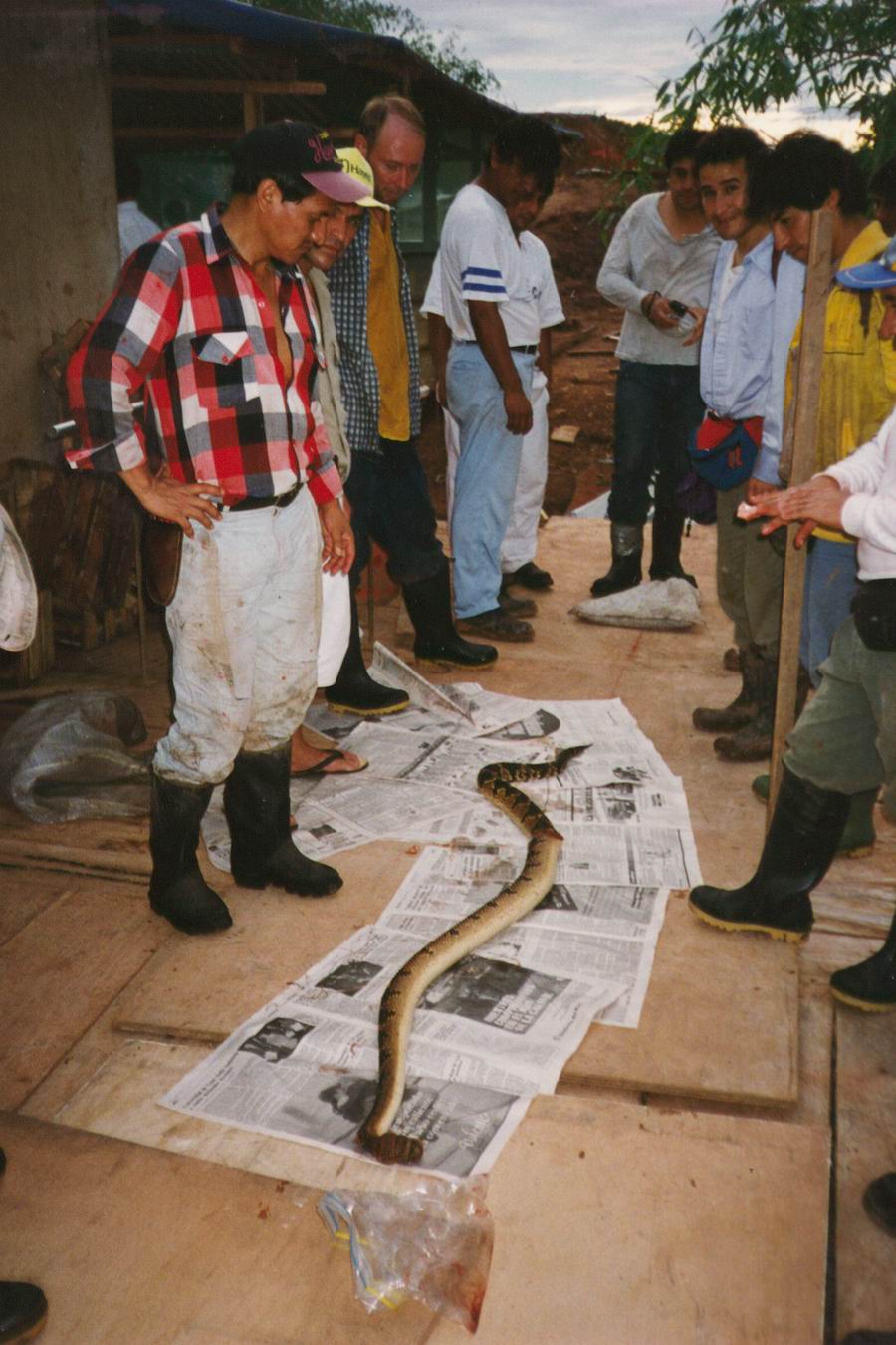 BUSHMASTER from the Amazonia!