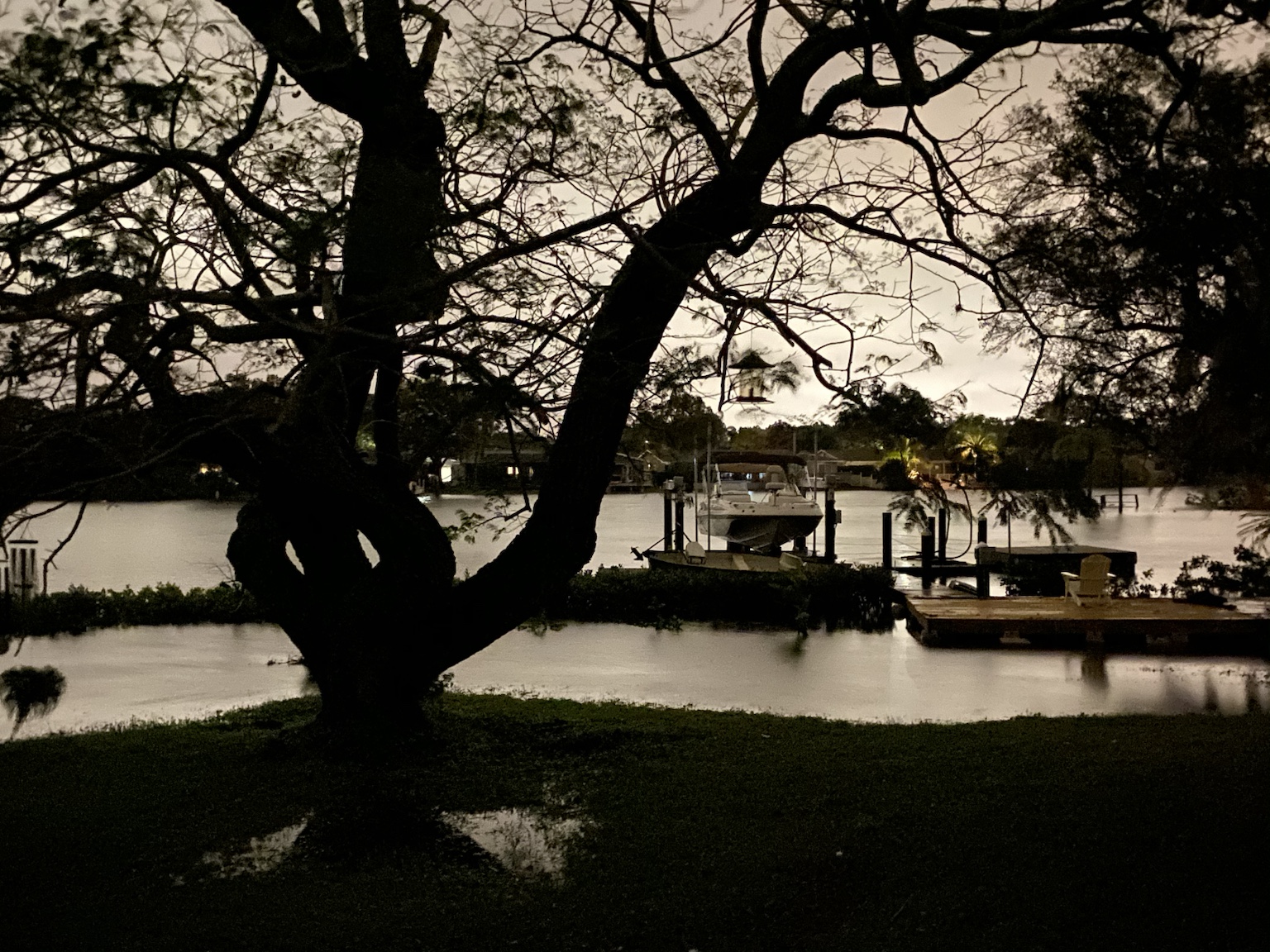 A giant live oak silhouetted against the last light over the creek.