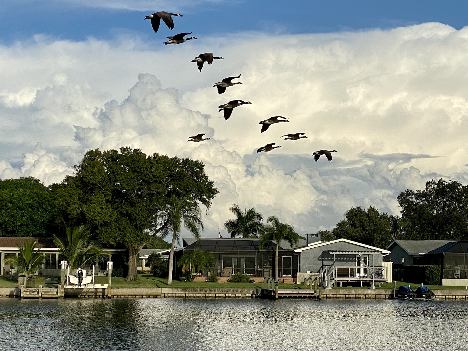 A flock of birds crossing the creek—one of the countless everyday wildlife scenes.