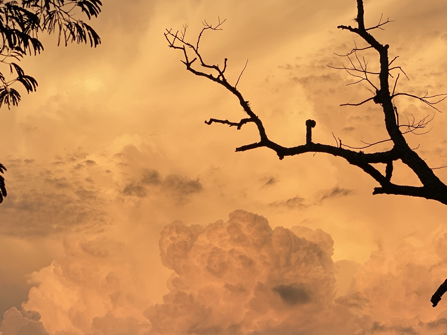 One of my improvised bird perches silhouetted against a glowing Florida sky.