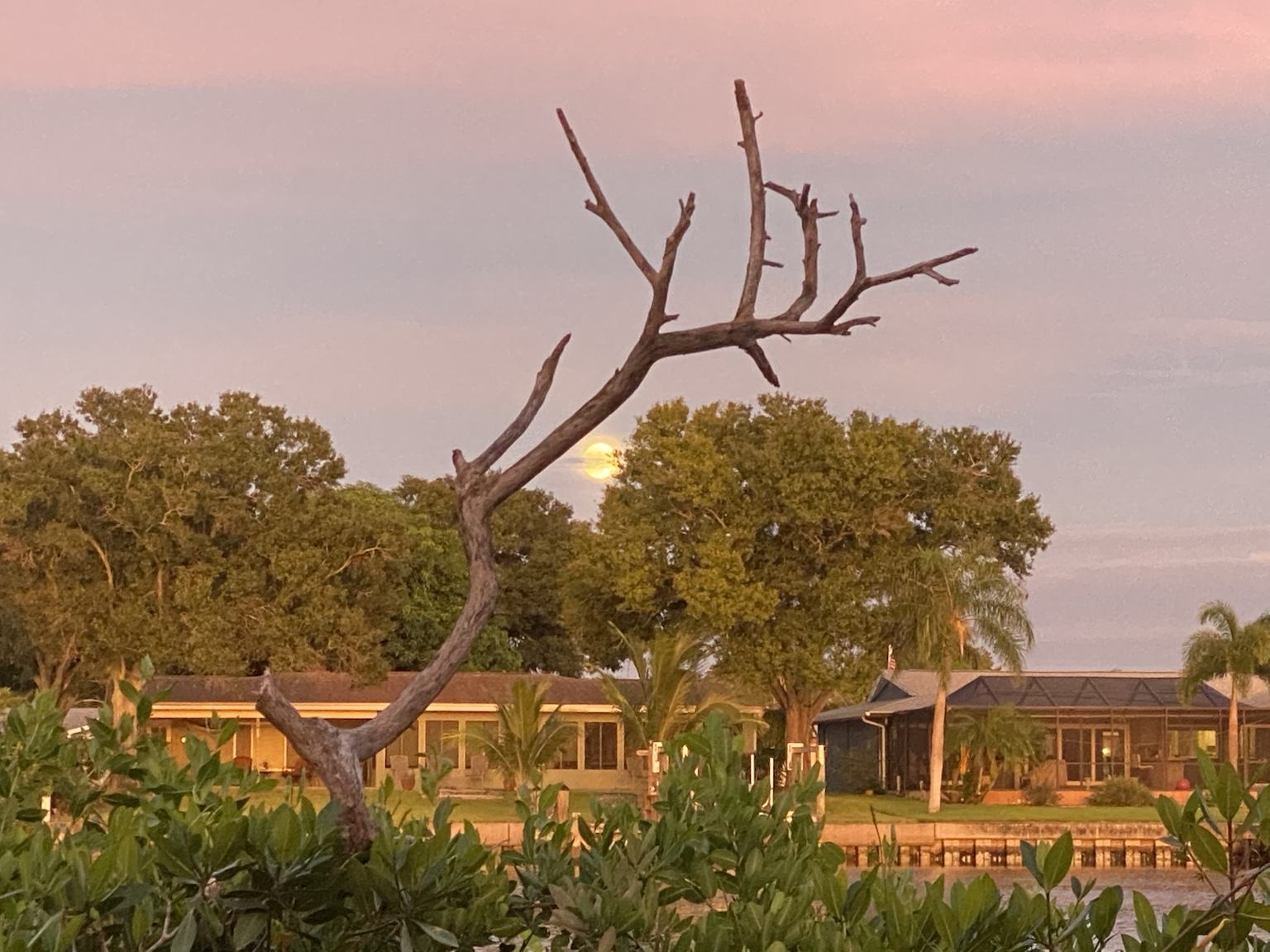 Dead oak limbs placed near the island became popular perches for herons, egrets, ibises, and other birds.