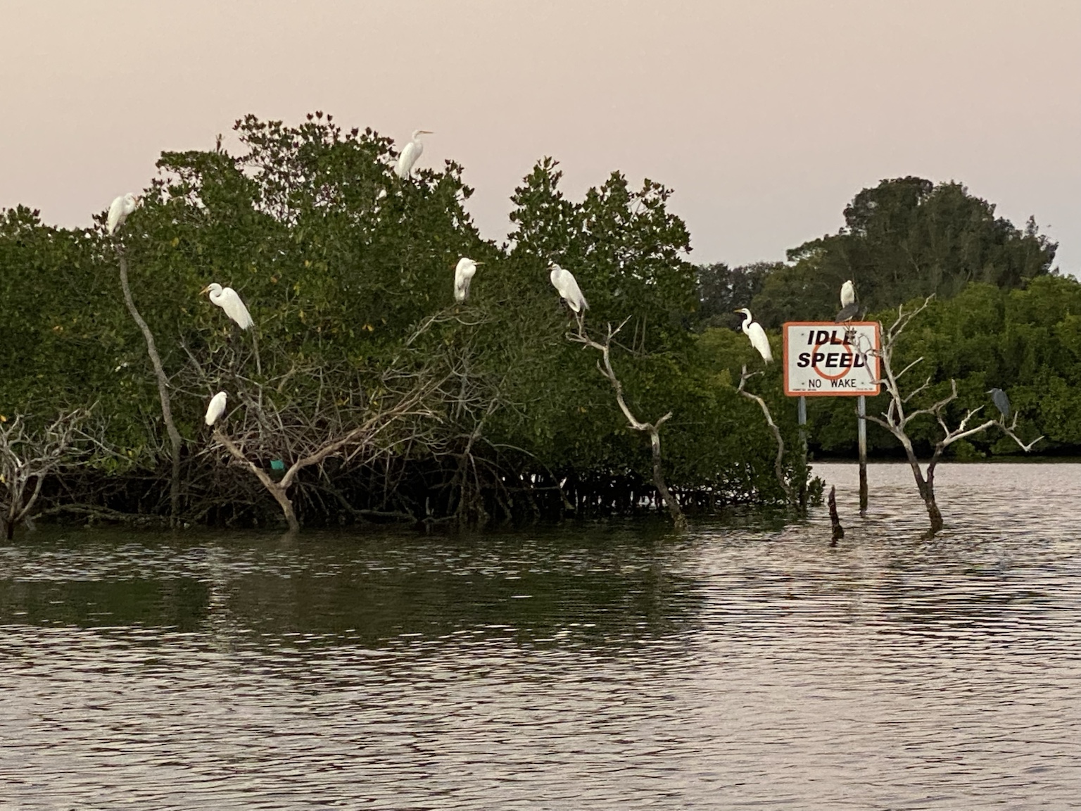 The little island and my homemade 'dead forest' of bird perches across the water.