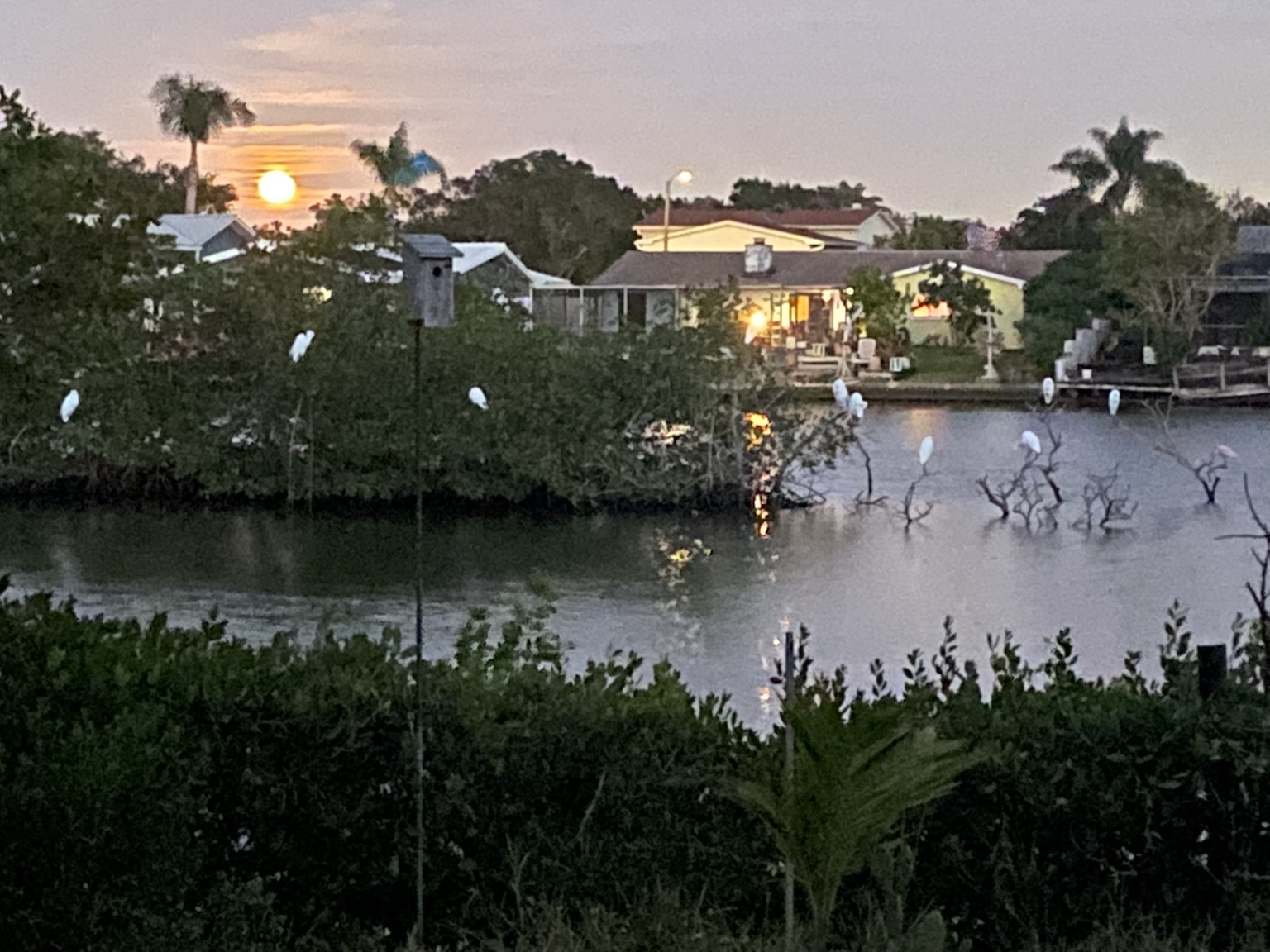 Birds gathering around the island and its collection of upright limbs.