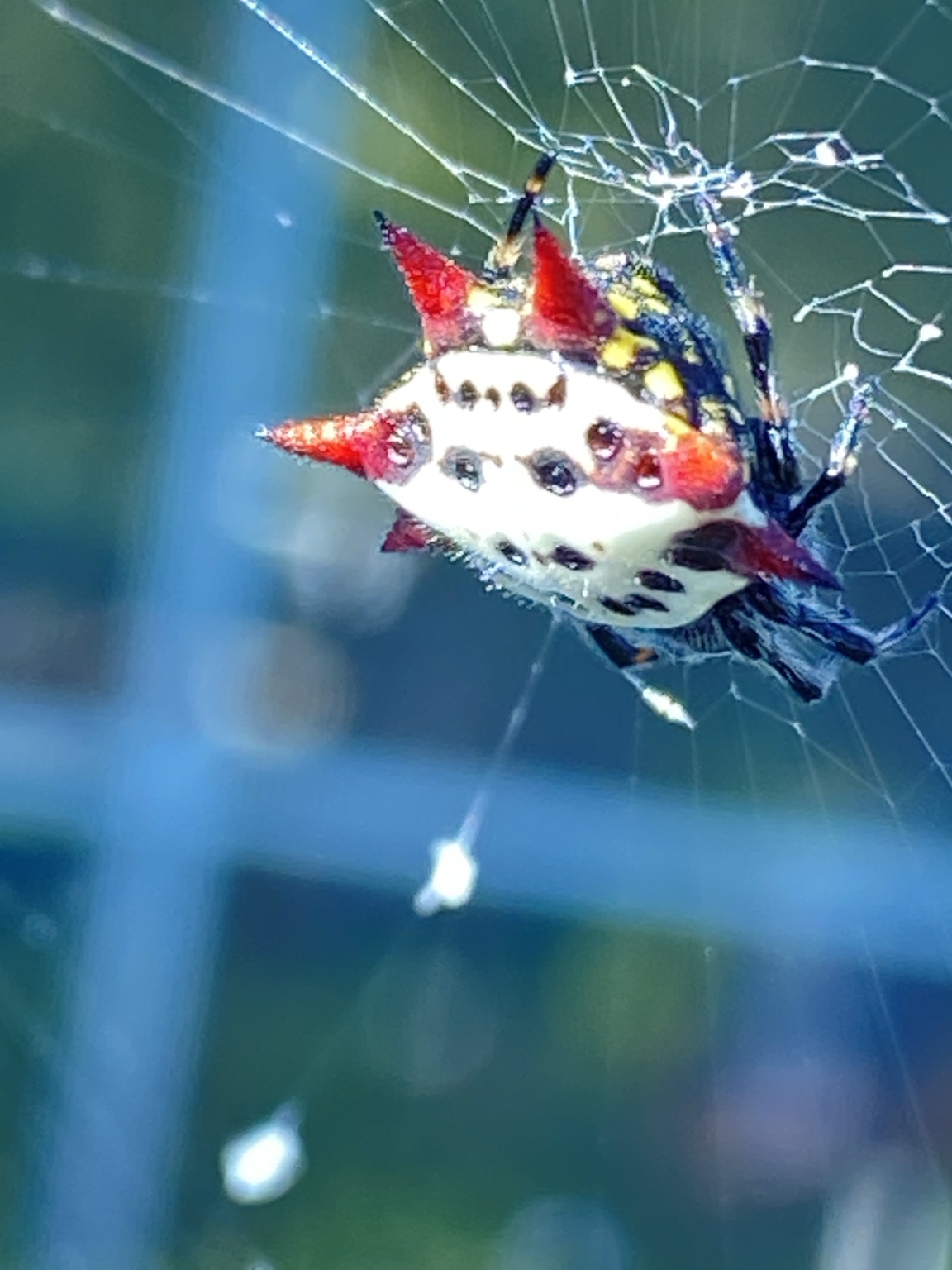 A colorful spiny-backed orb-weaver—one of the many tiny residents of our backyard ecosystem.