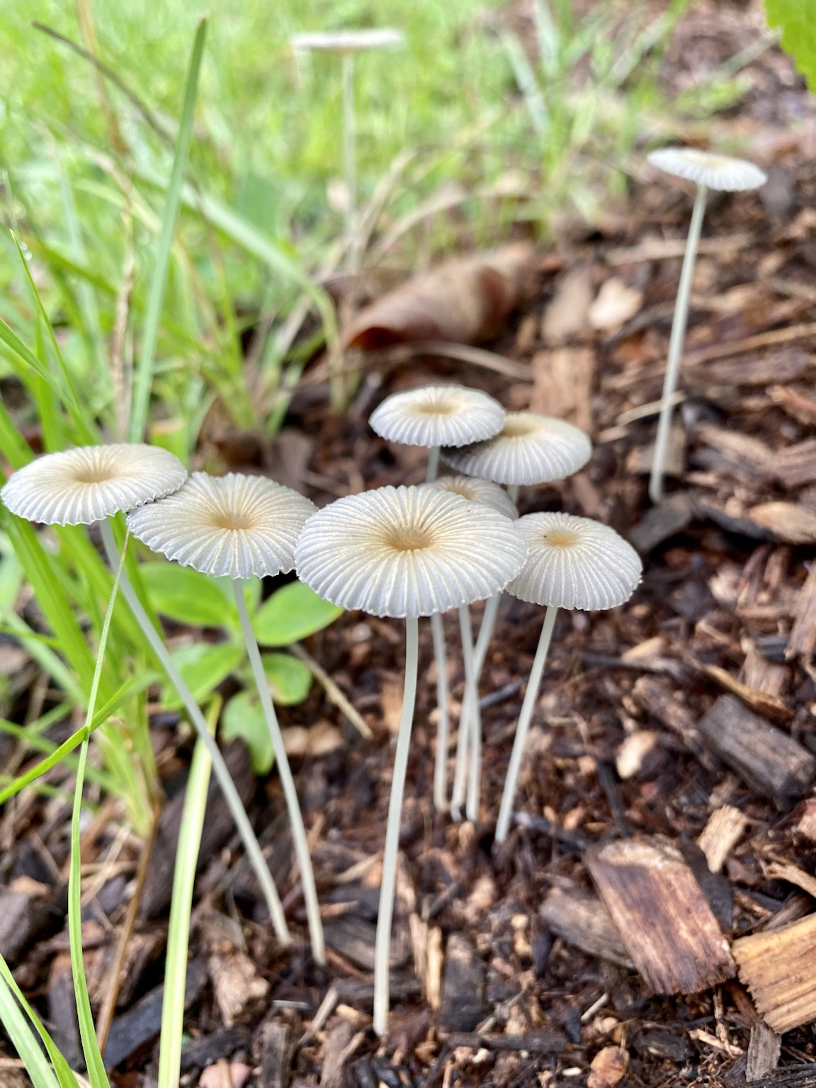 Tiny mushrooms emerging from the damp soil after rain.