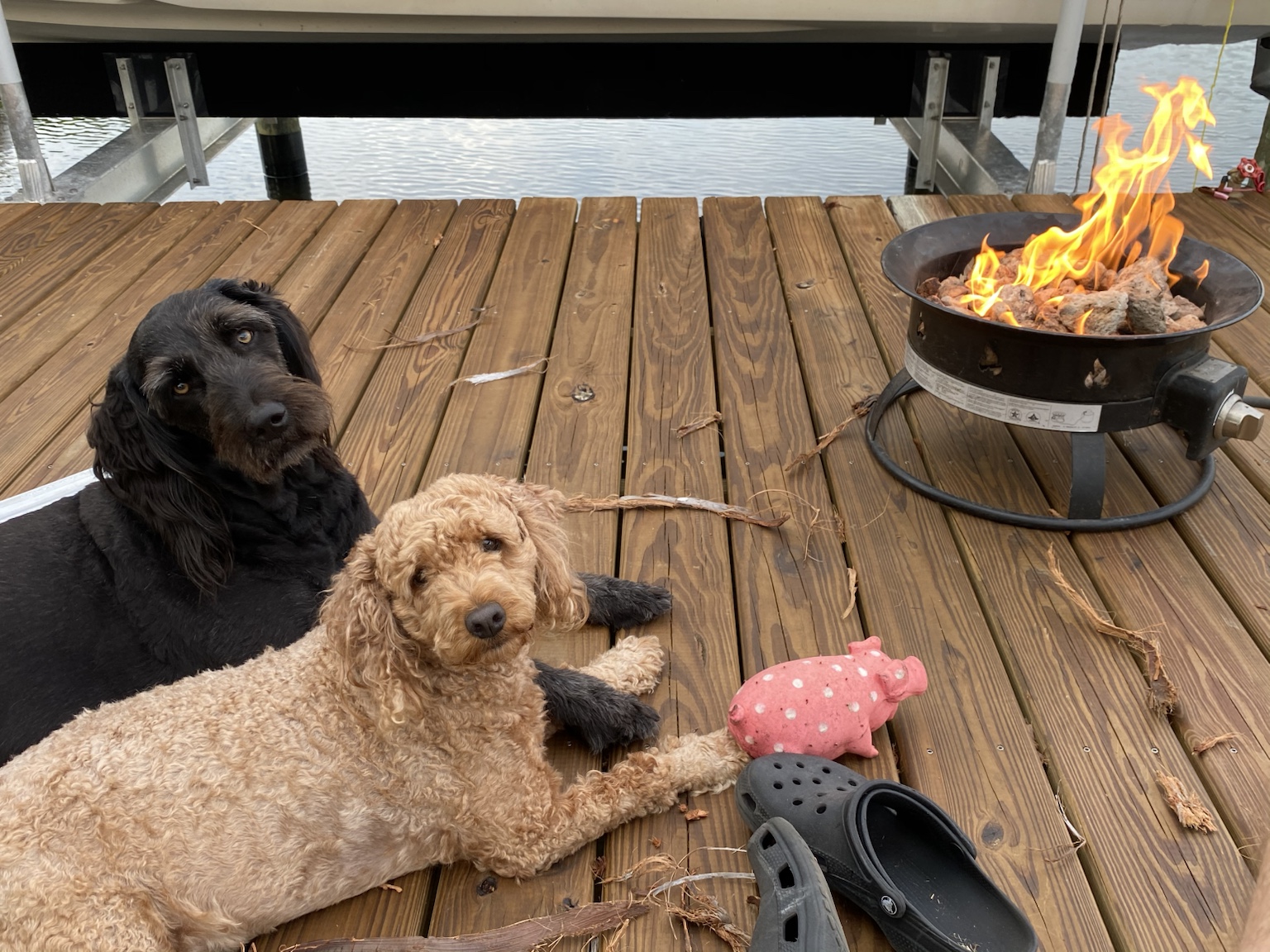 Both dogs stretched out beside the fire after a long day.