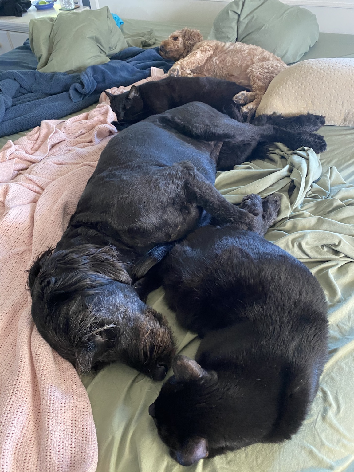 The dogs resting together—constant companions through our Allen's Creek years.
