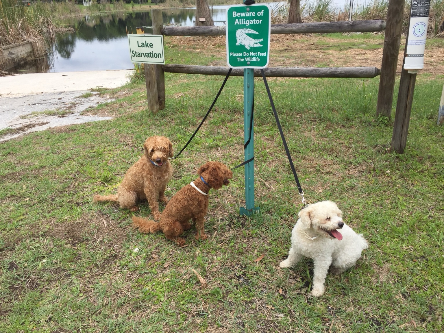 Dogs beside an alligator warning sign
