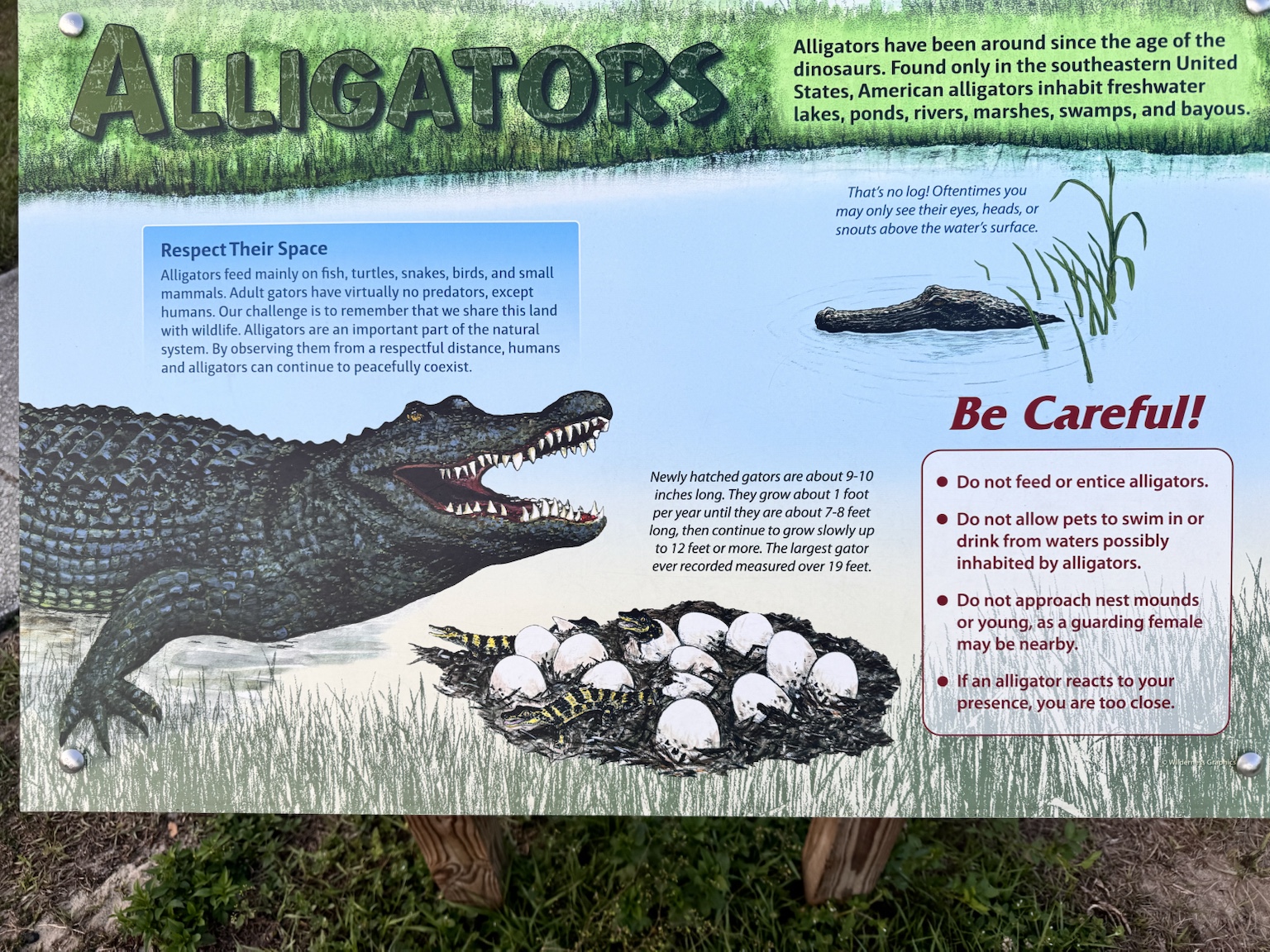 An educational sign explaining alligator behavior and safety around adults, nests, and young.