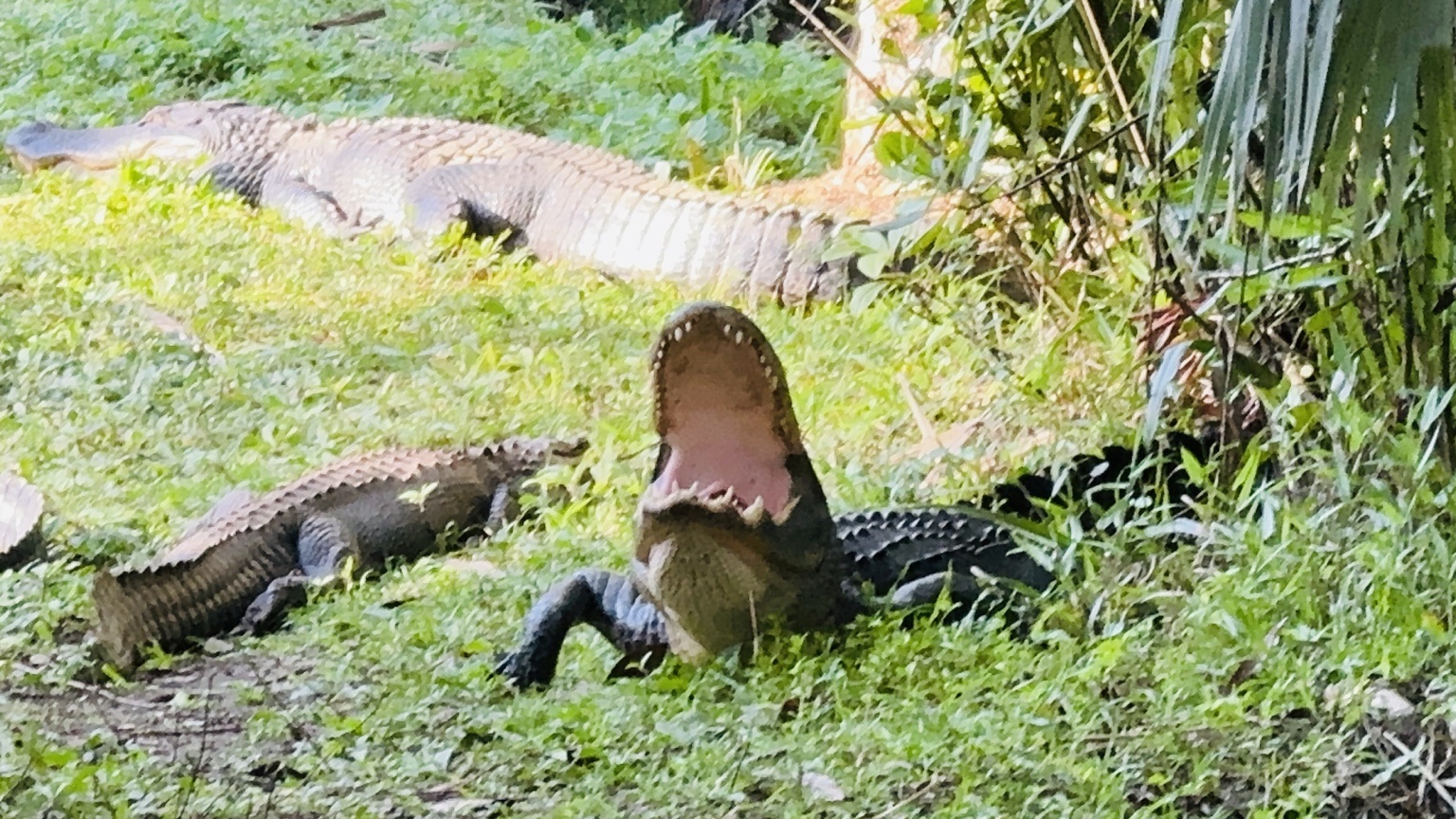 An alligator holding its mouth wide open while several others rest nearby.