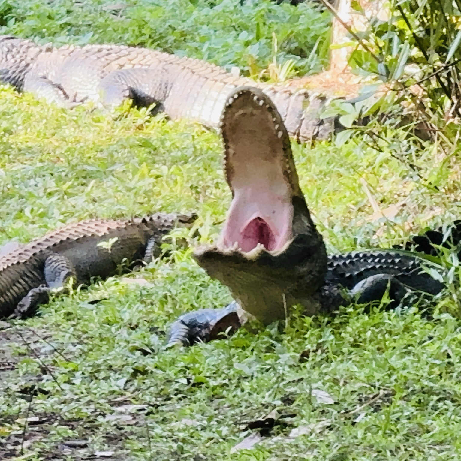 A closer view of the same open-mouth display.