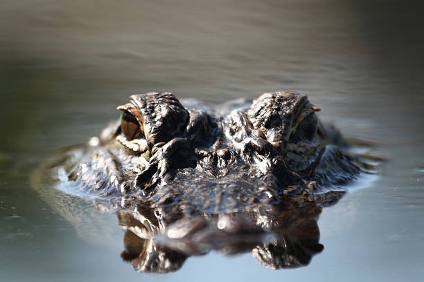 Only the eyes, nostrils, and top of the head remain visible as an alligator floats almost completely submerged.