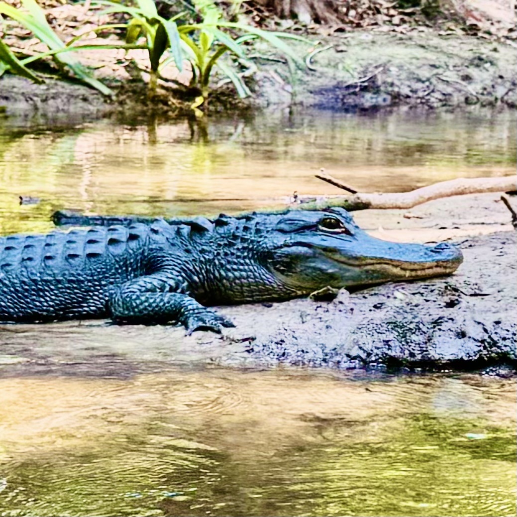 An artistic view of an alligator moving quietly through a Florida wetland at sunset.