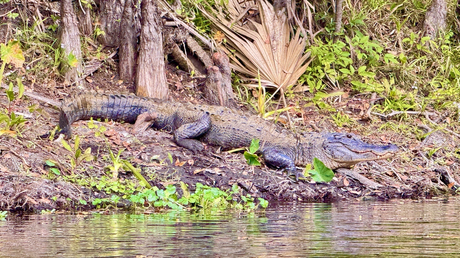 Alligator resting beside a Florida waterway