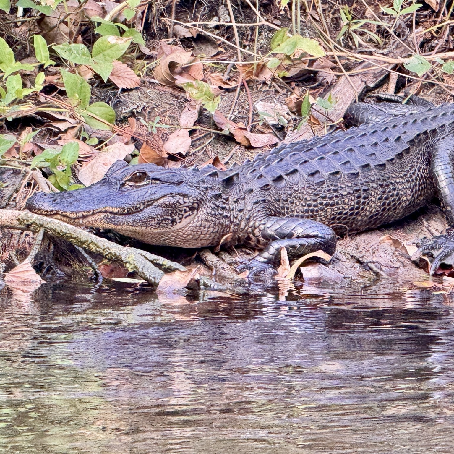 A close view of an alligator settled among leaves and roots at the water’s edge.