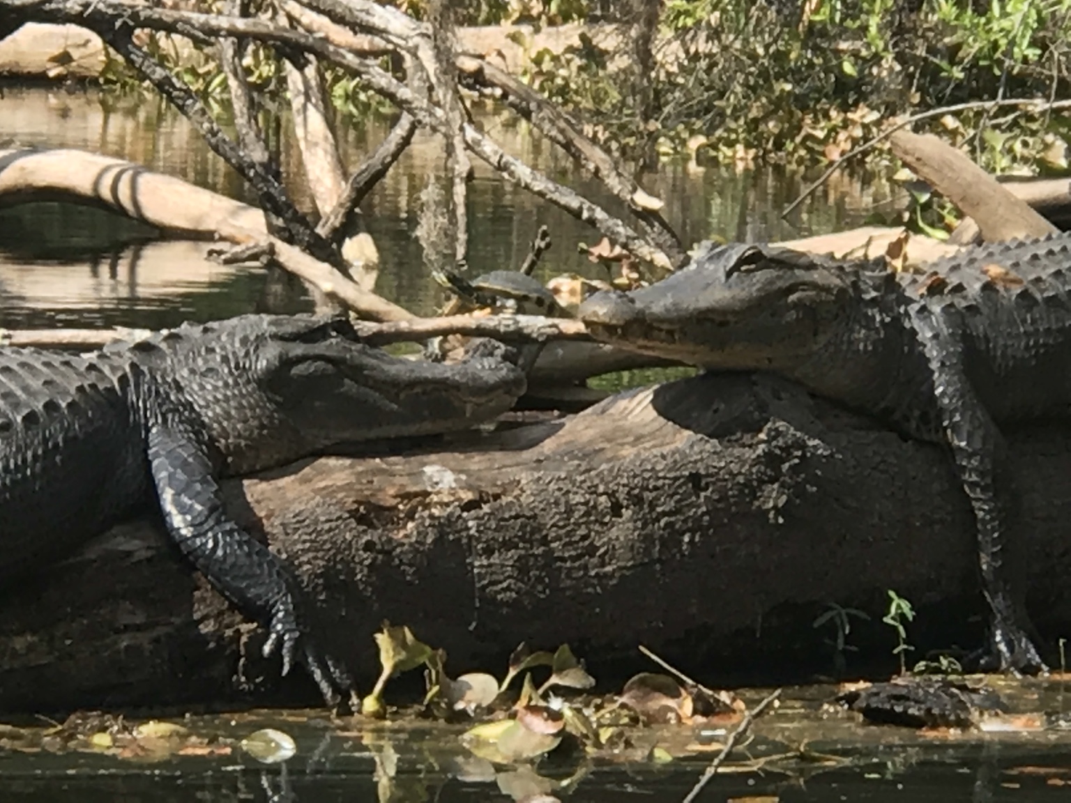 Several alligators resting together on fallen timber in a shaded Florida waterway.