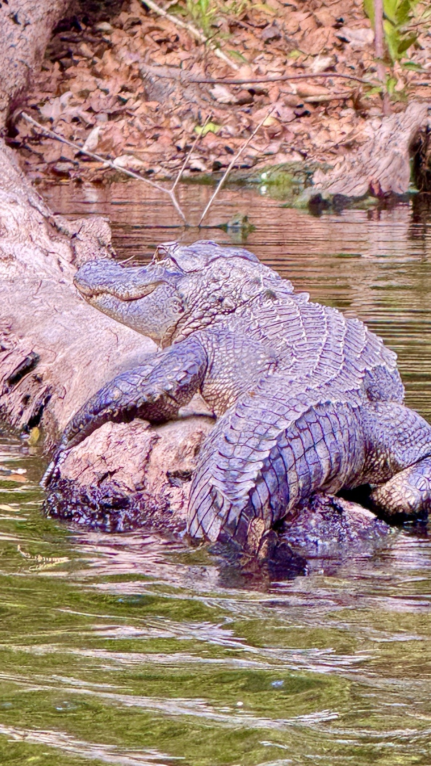 A heavily built alligator climbing onto a log in shallow water.