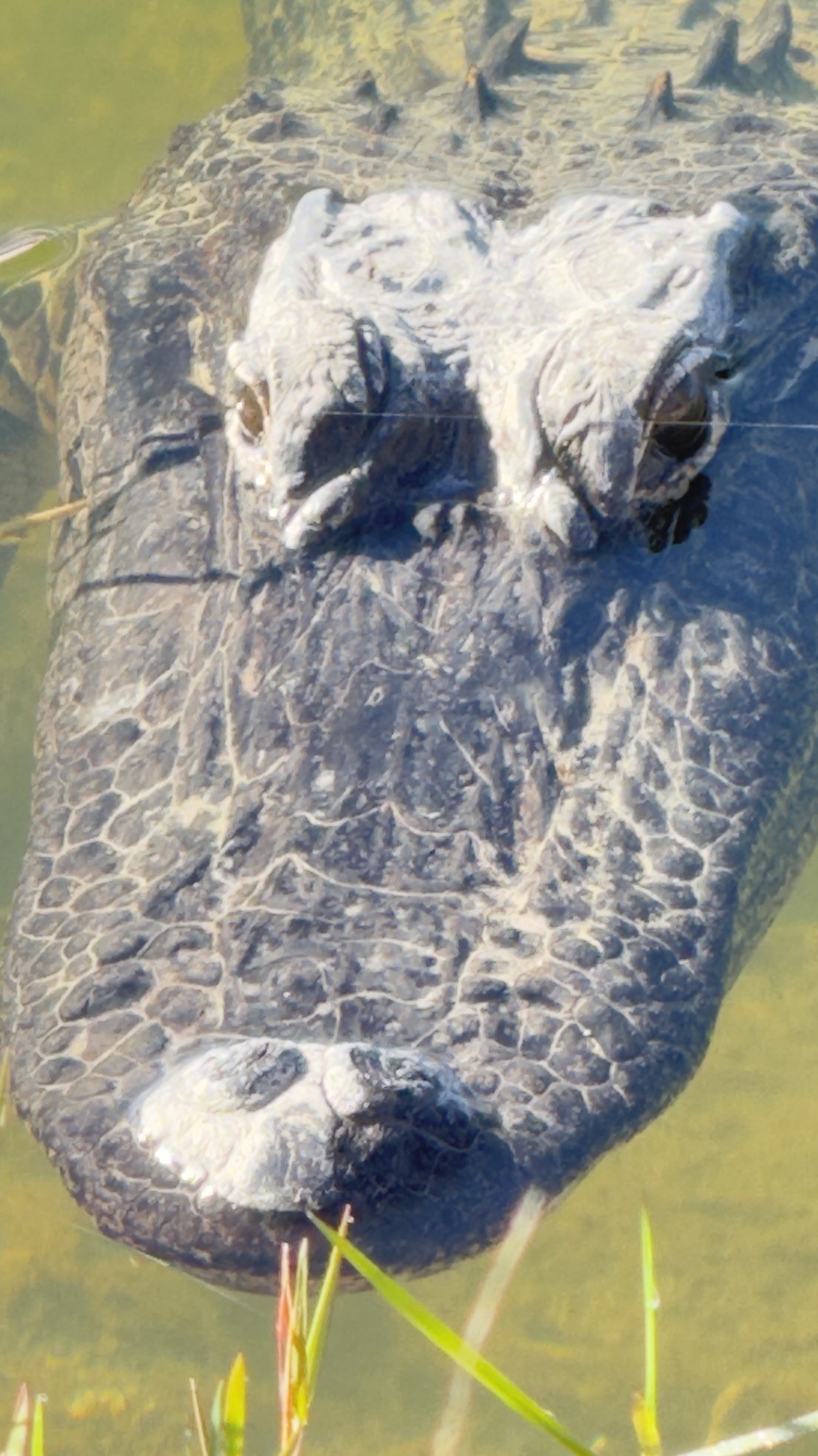 Alligator facing the camera in shallow water