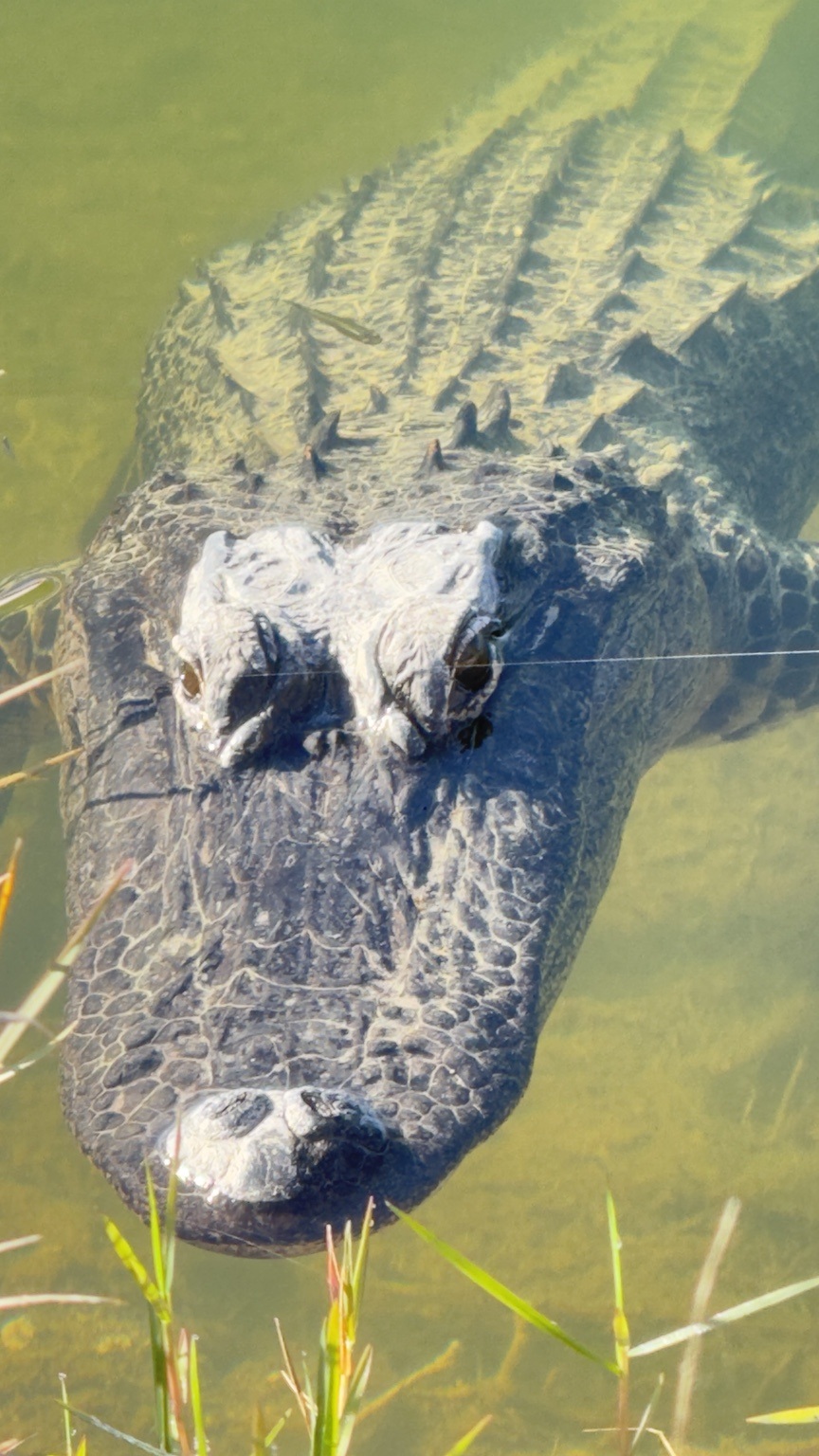 A slightly wider head-on view showing the armored back trailing behind the alligator’s broad head.