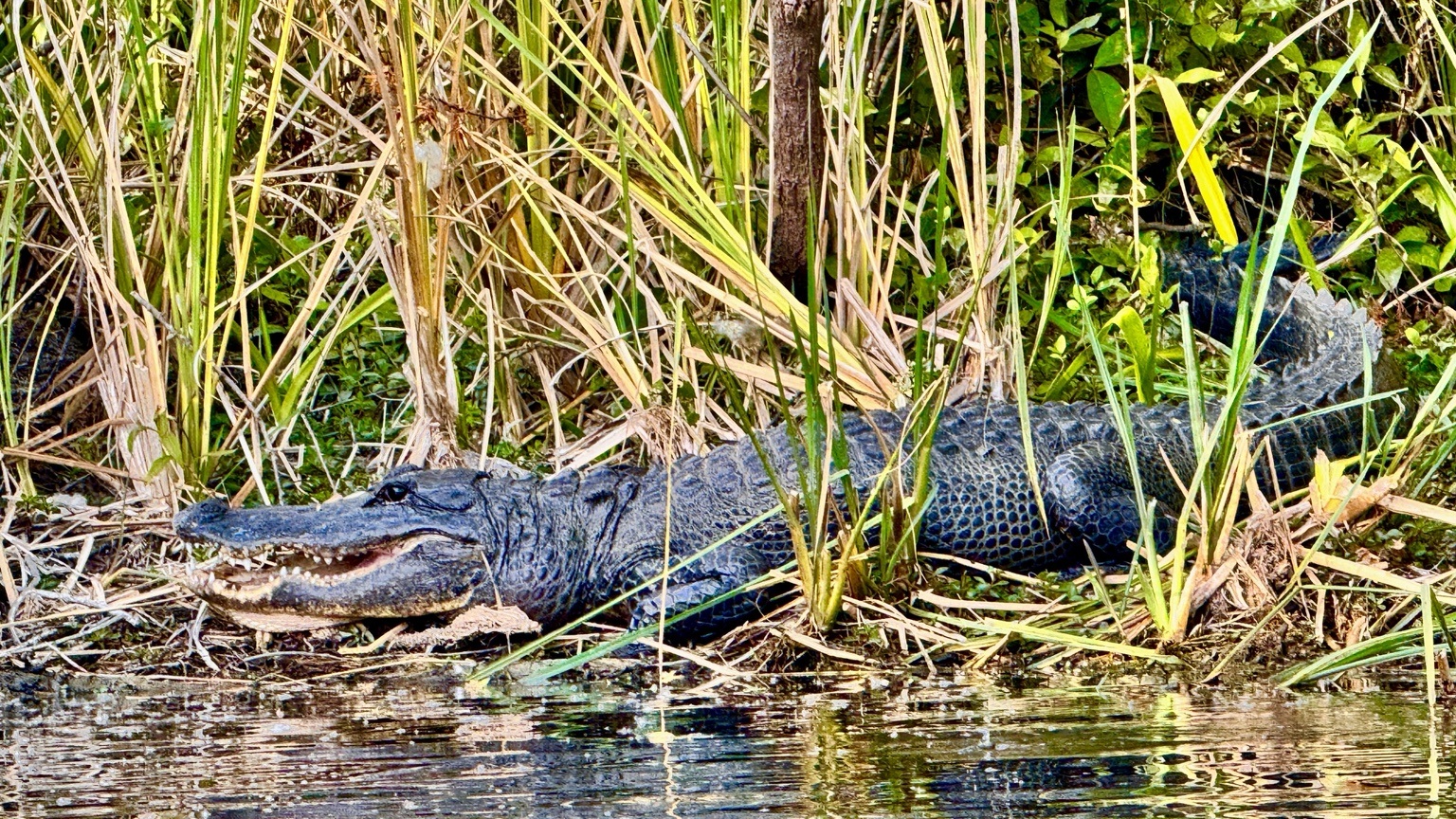 A large alligator resting in marsh vegetation with its mouth partly open.
