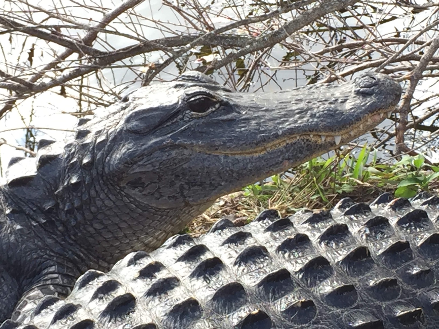 A close view of an American alligator’s armored scales, powerful jaw, and watchful eye.
