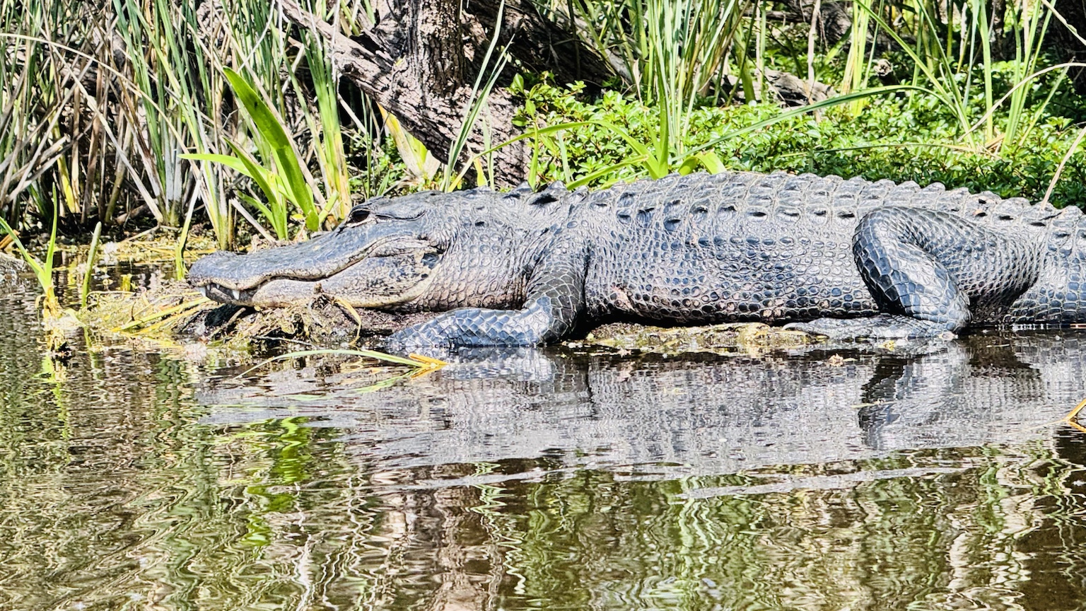 A large alligator basking at the edge of a quiet pond.