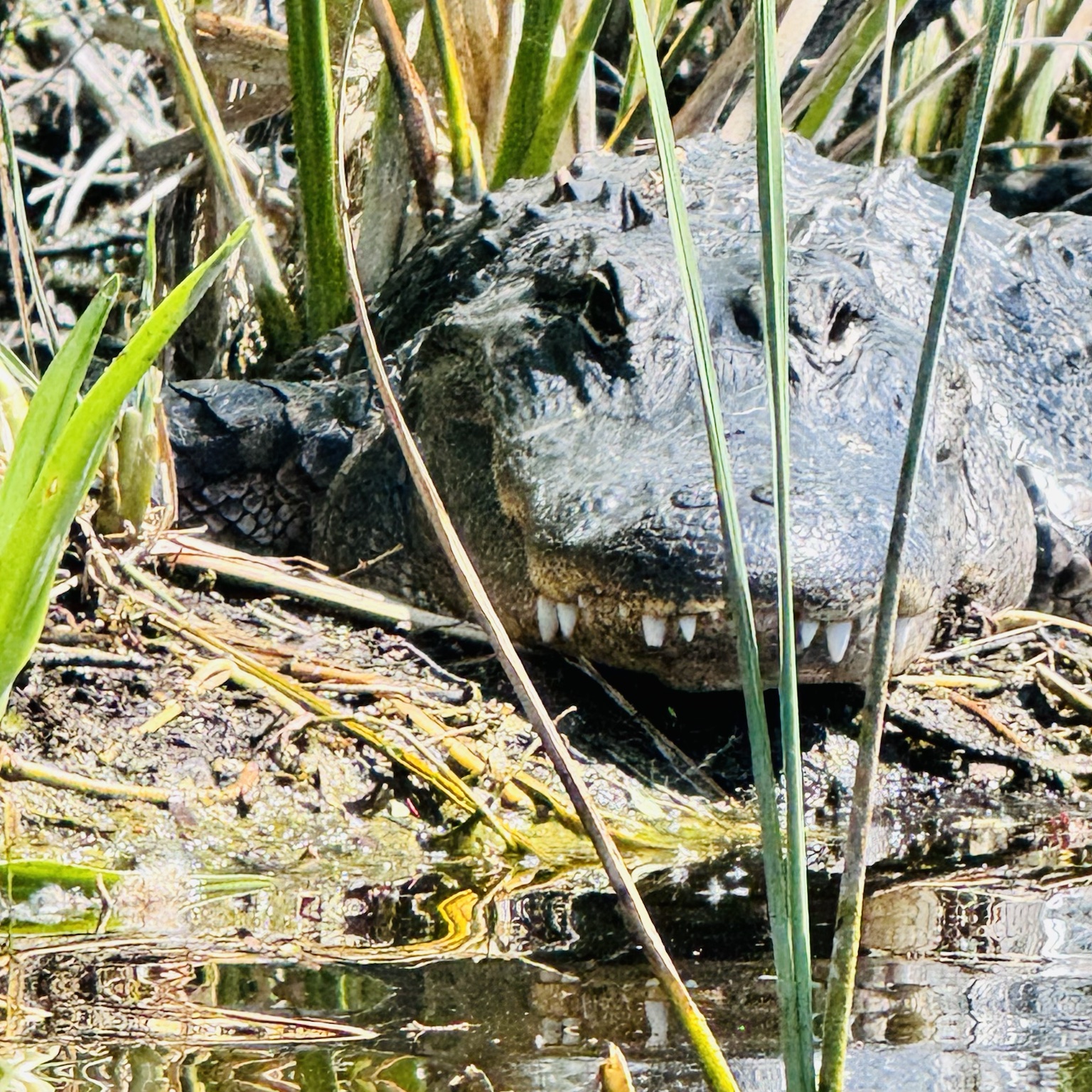 An alligator partly concealed among reeds and shoreline vegetation.