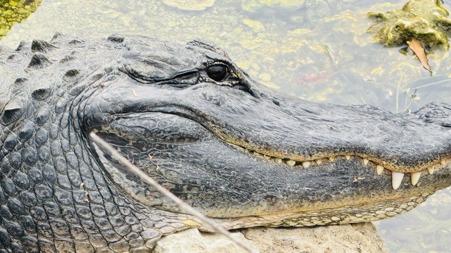 A close shoreline view of a resting alligator’s broad head and powerful jaws.