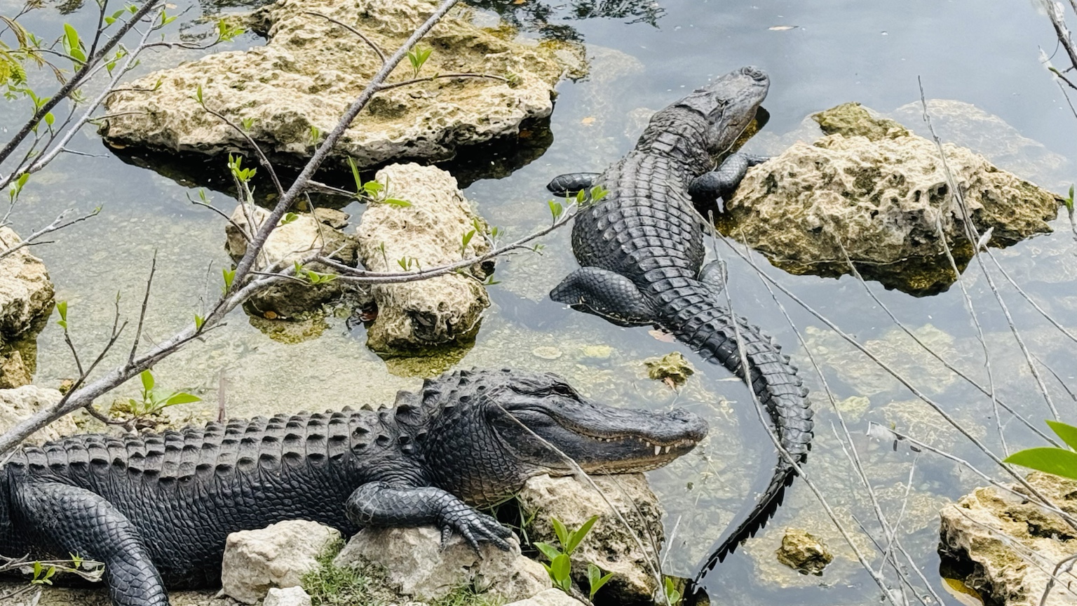 Several alligators gathered in shallow water around exposed rocks.