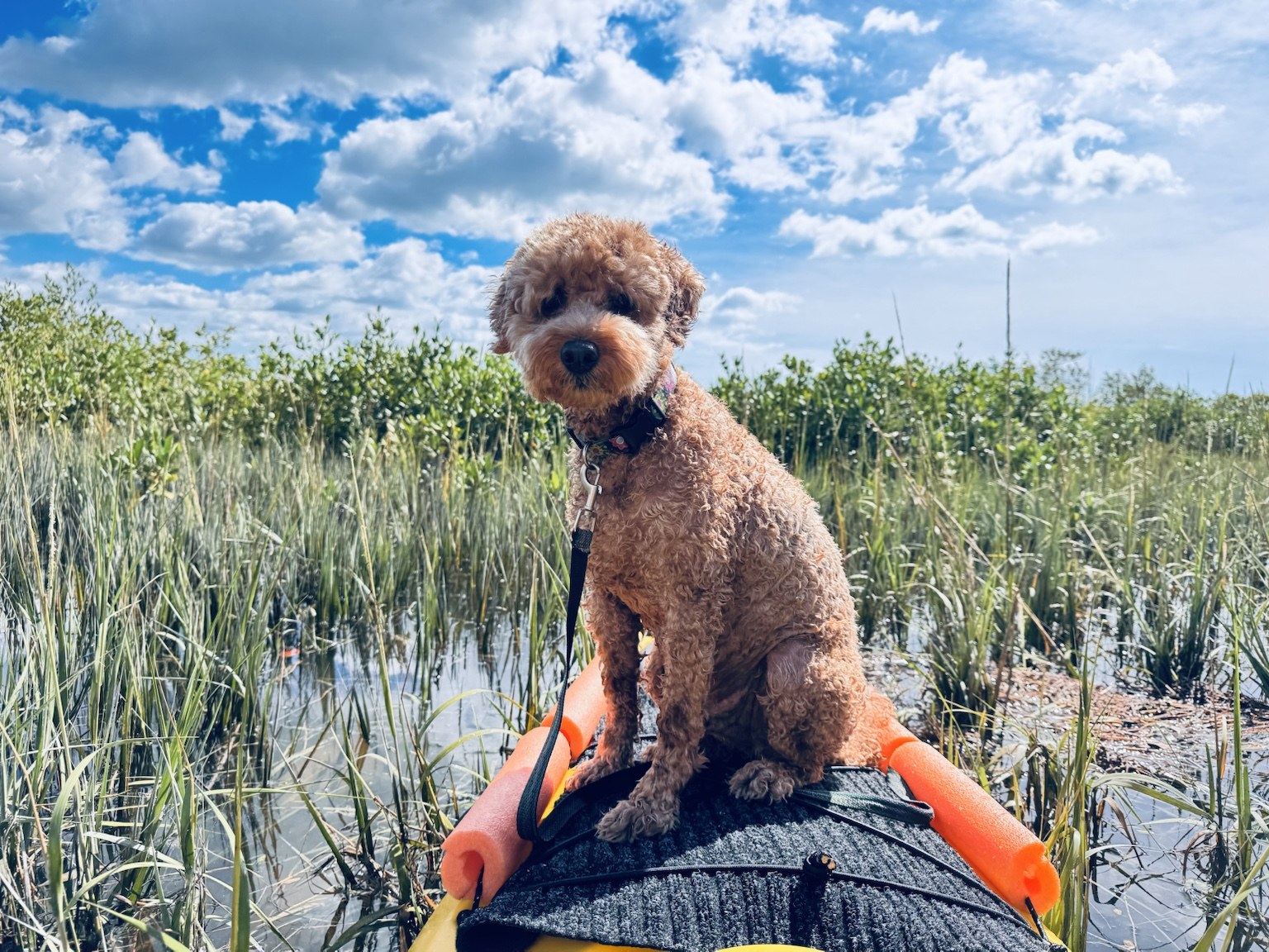 Front-deck supervisor on duty. All paddling decisions must be cleared through Buddyboy first.