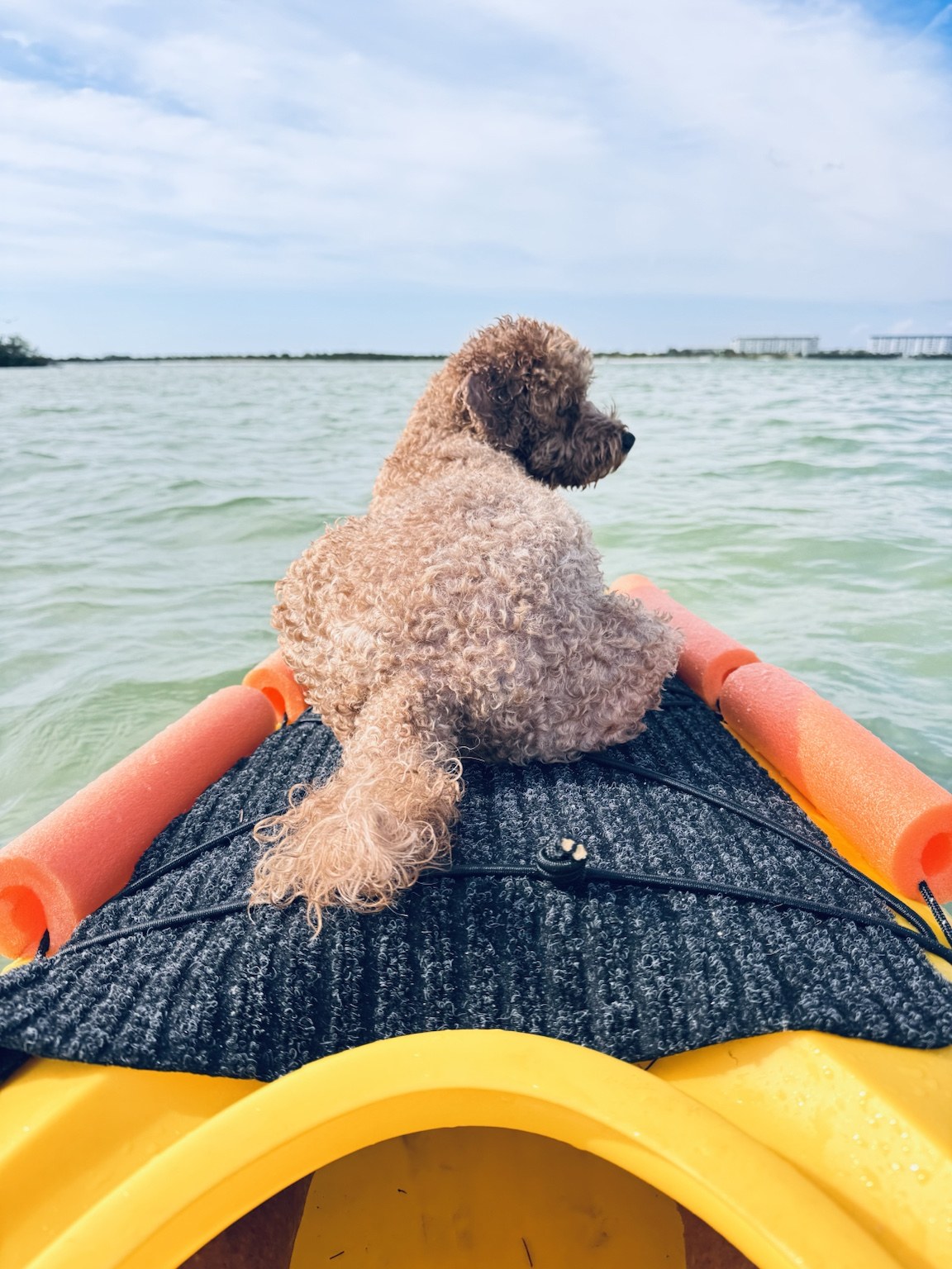 Bow lookout station: Buddyboy scans the horizon for dolphins, sandbars, and possible treats.