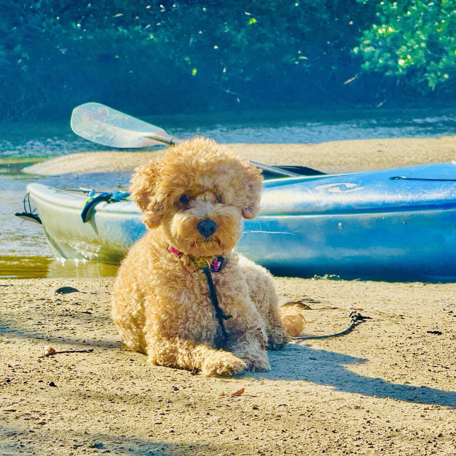 Beach bum training day: sand on the paws, Gulf breeze in the curls, zero complaints filed.