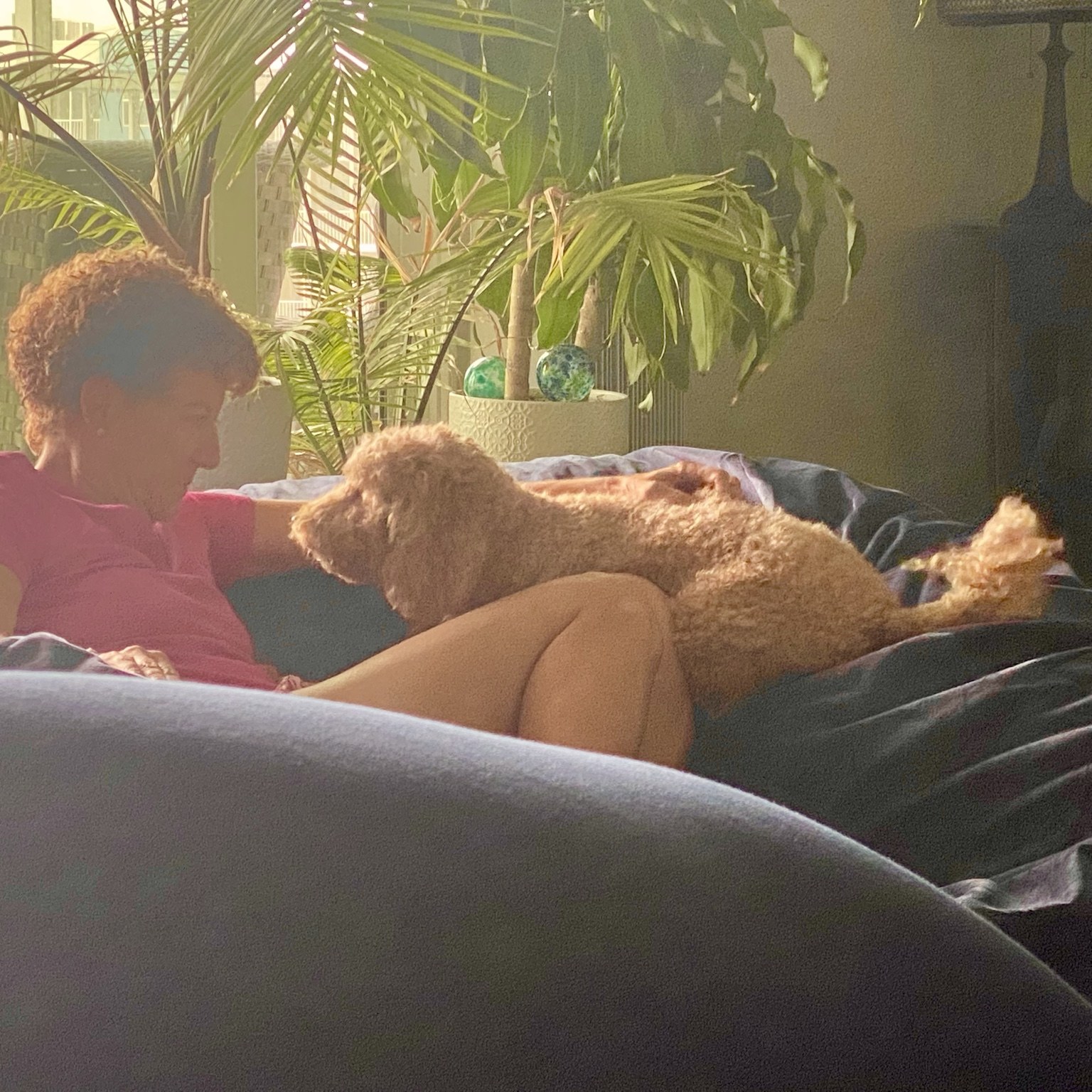 Afternoon sunlight, soft couch, sleepy dog. This is what success looks like.