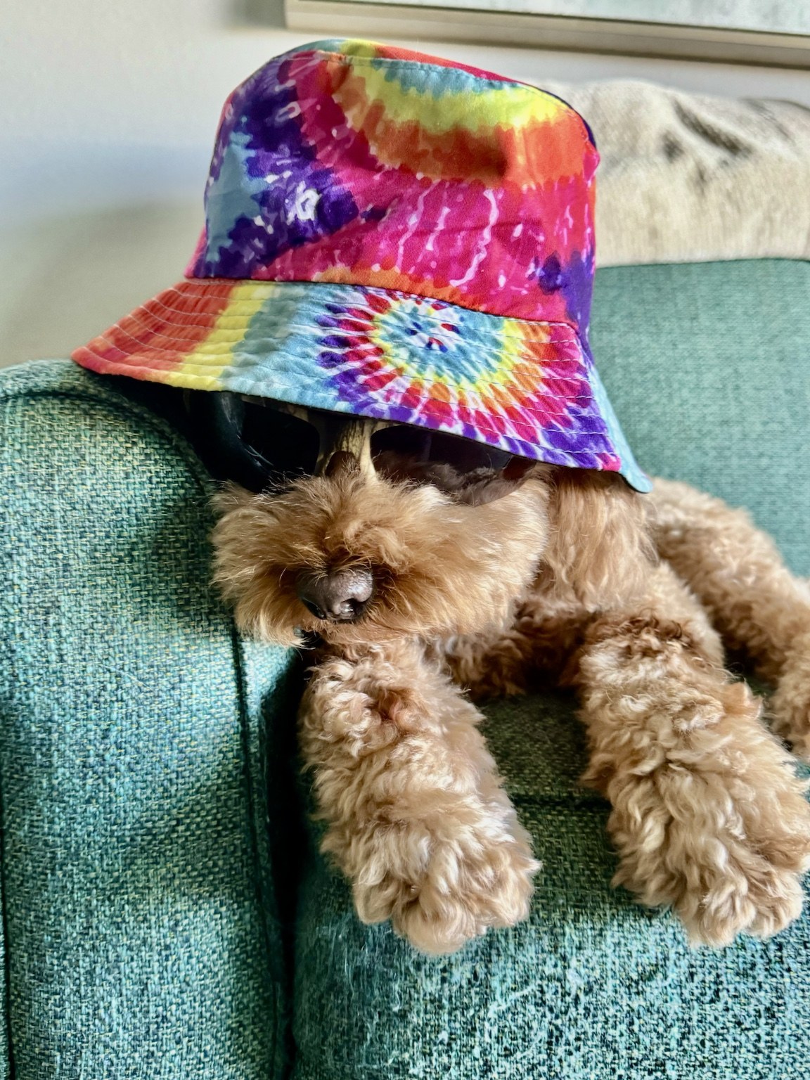 Tie-dye hat modeling session. Buddyboy is not amused, but he is magnificent.
