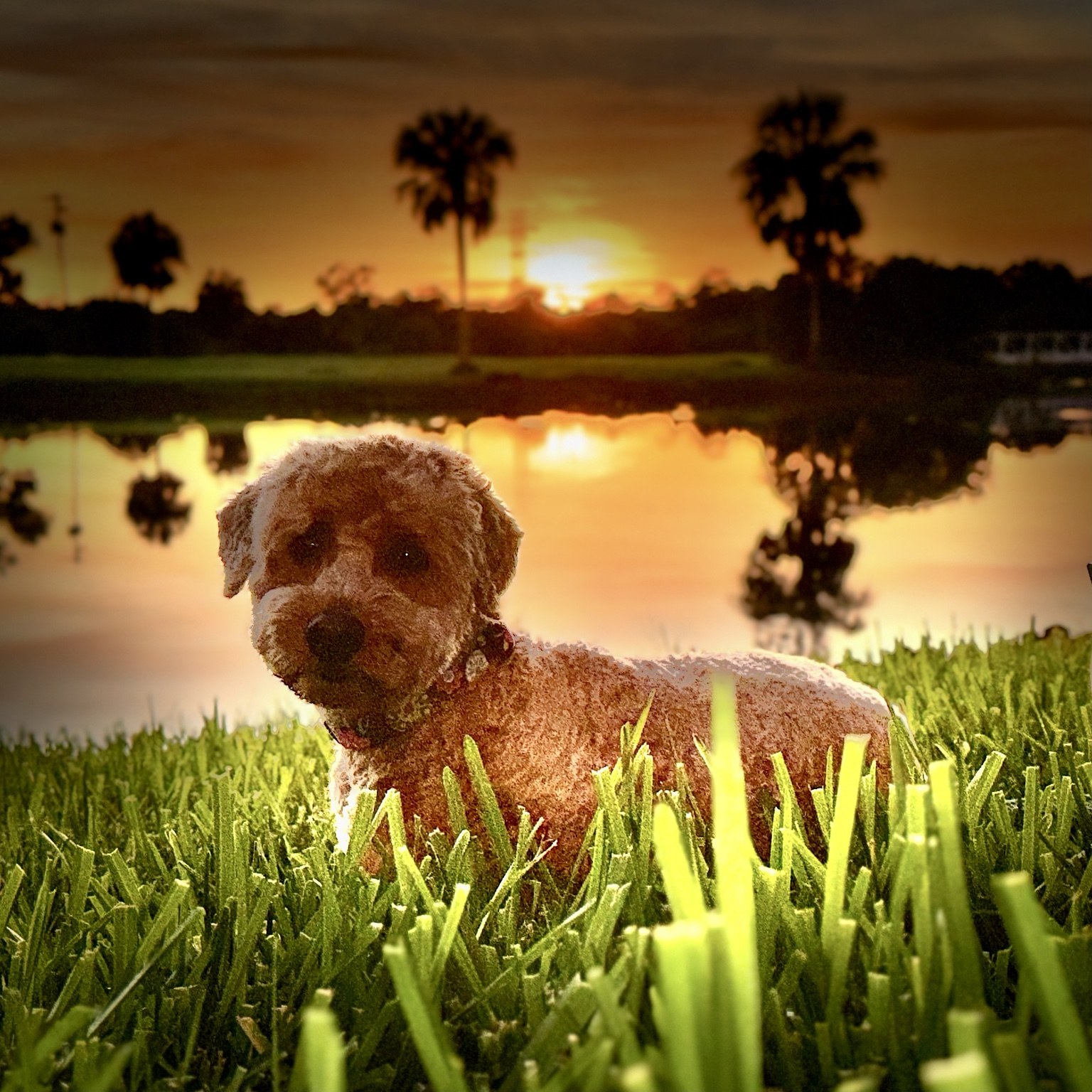 Sunset grass patrol, with Buddyboy glowing like he personally ordered the golden hour.