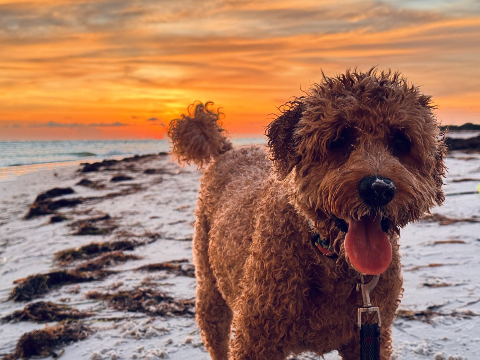 Sunset beach portrait: Buddyboy lit by the last light and fully aware he is the main event.