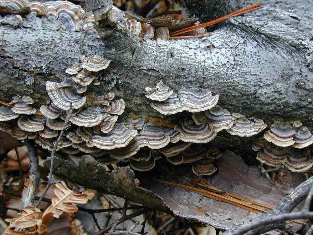 Forest fungi representing another chapter in the cultural and scientific story of mushrooms.