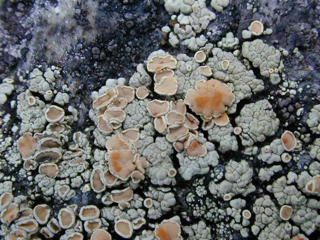 Lichen on Mount Monadnock—a partnership between a fungus and a photosynthetic organism, thriving in an exposed mountain environment.