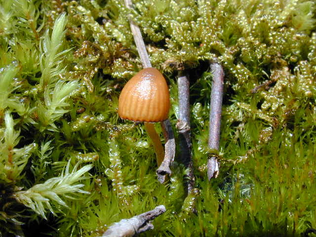 Fungi near Ponkapoag Pond, where wet soils and shaded woods create ideal habitat.