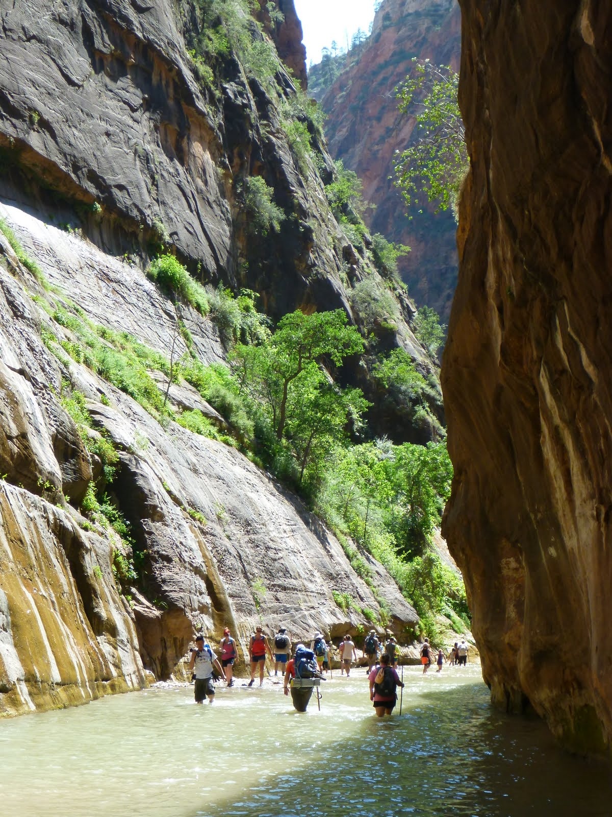 A narrow passage with green hanging gardens brightening the canyon.