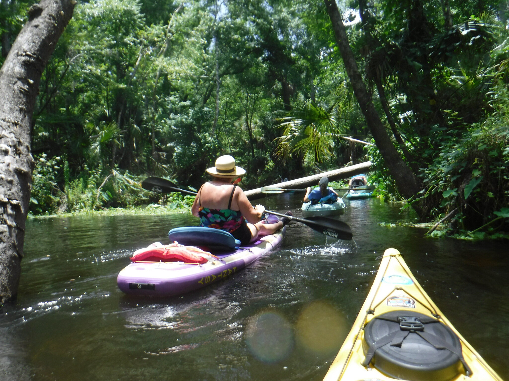 Kayakers approaching a fallen tree