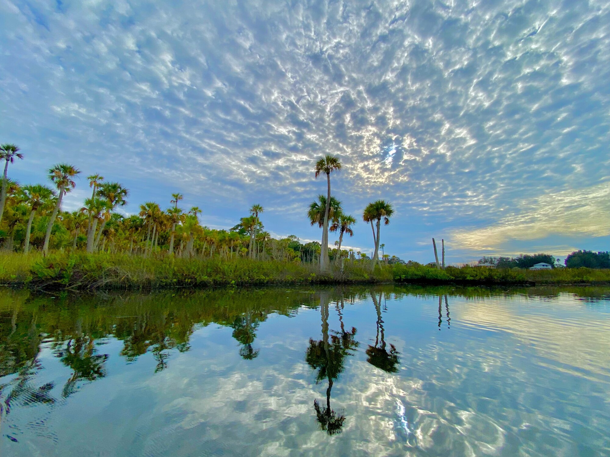 Patterned clouds over palm-lined Aripeka marsh