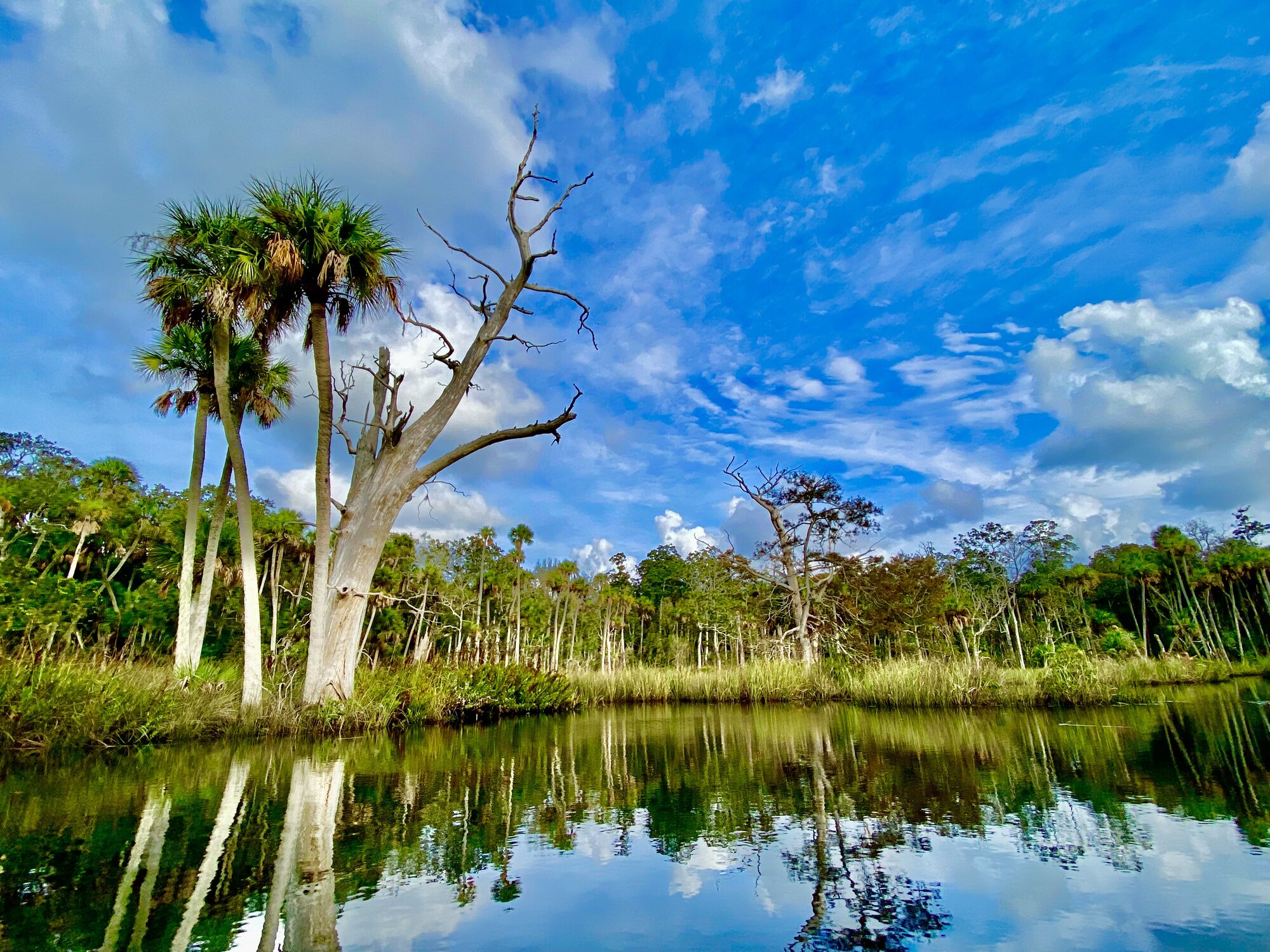 Weathered pine snag and palms beside creek