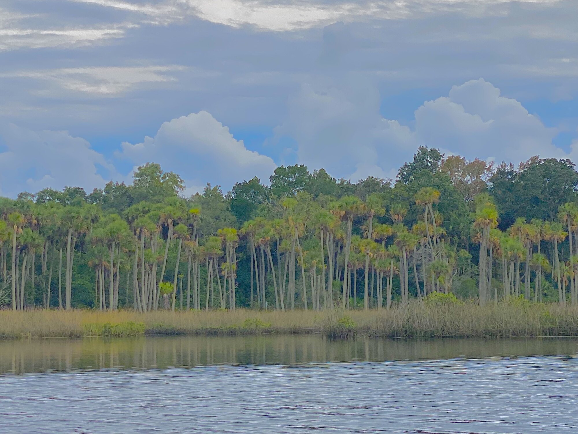 Distant pine forest beyond open marsh water