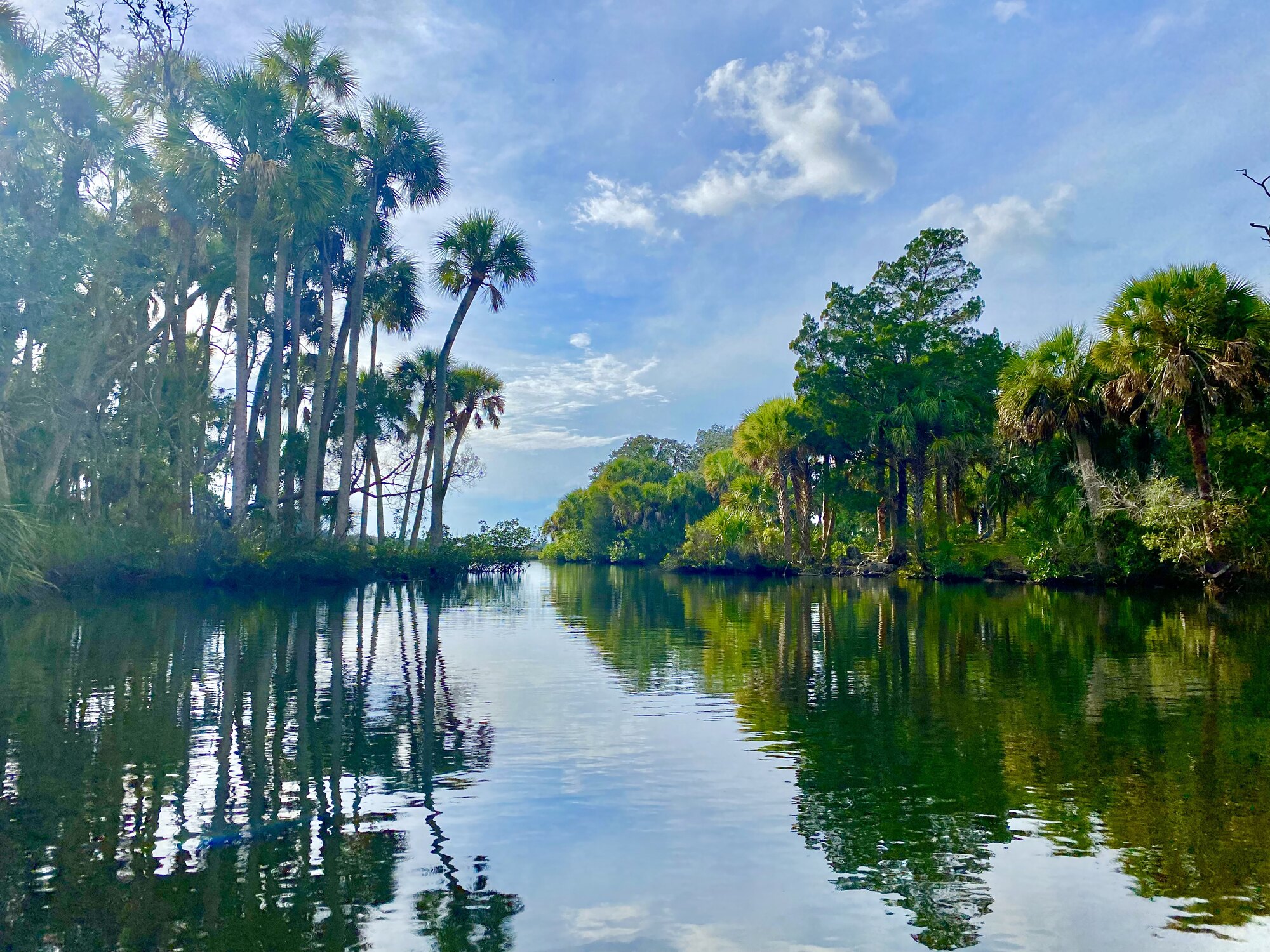 Glassy Jenkins Creek channel lined with palms