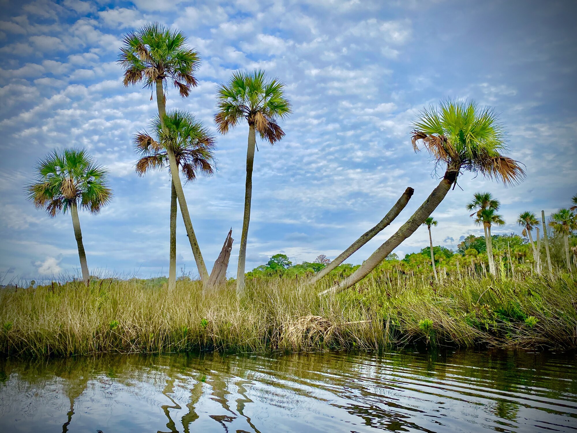 Leaning palms on low Aripeka shoreline